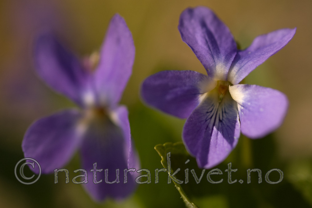 BB 05 0369 / Viola hirta / Lodnefiol
